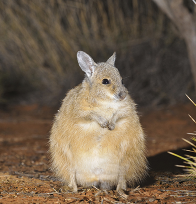 10 threatened mammals being saved from extinction - AWC - Australian  Wildlife Conservancy