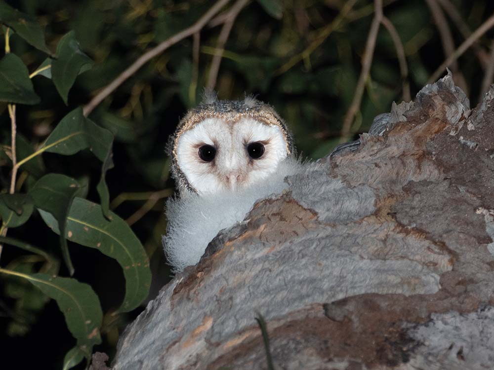 Northern Masked Owl branchling