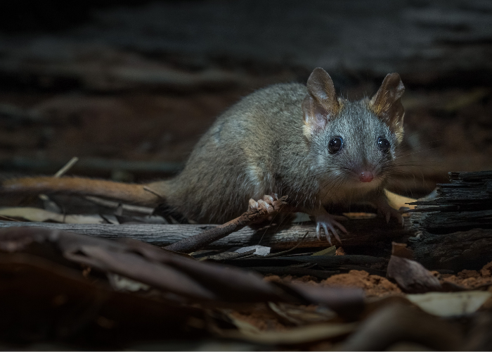 Red-tailed Phascogale poses for a portrait.
