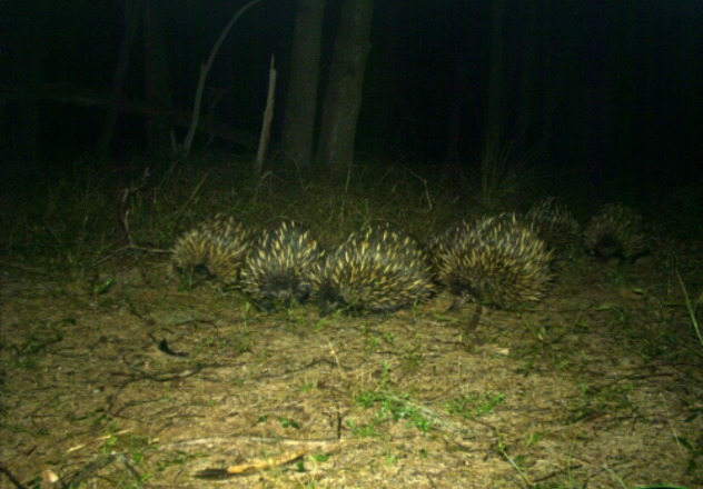 This seven-long echidna train was captured on Pilliga Conservation Area (NSW) camera trap.