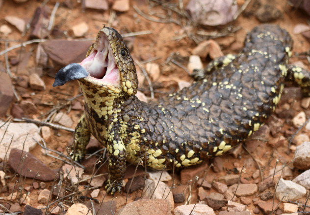 A Shingleback Skink (Tiliqua rugosa) displays a threat pose, arching the back and exposing its brightly coloured mouth.