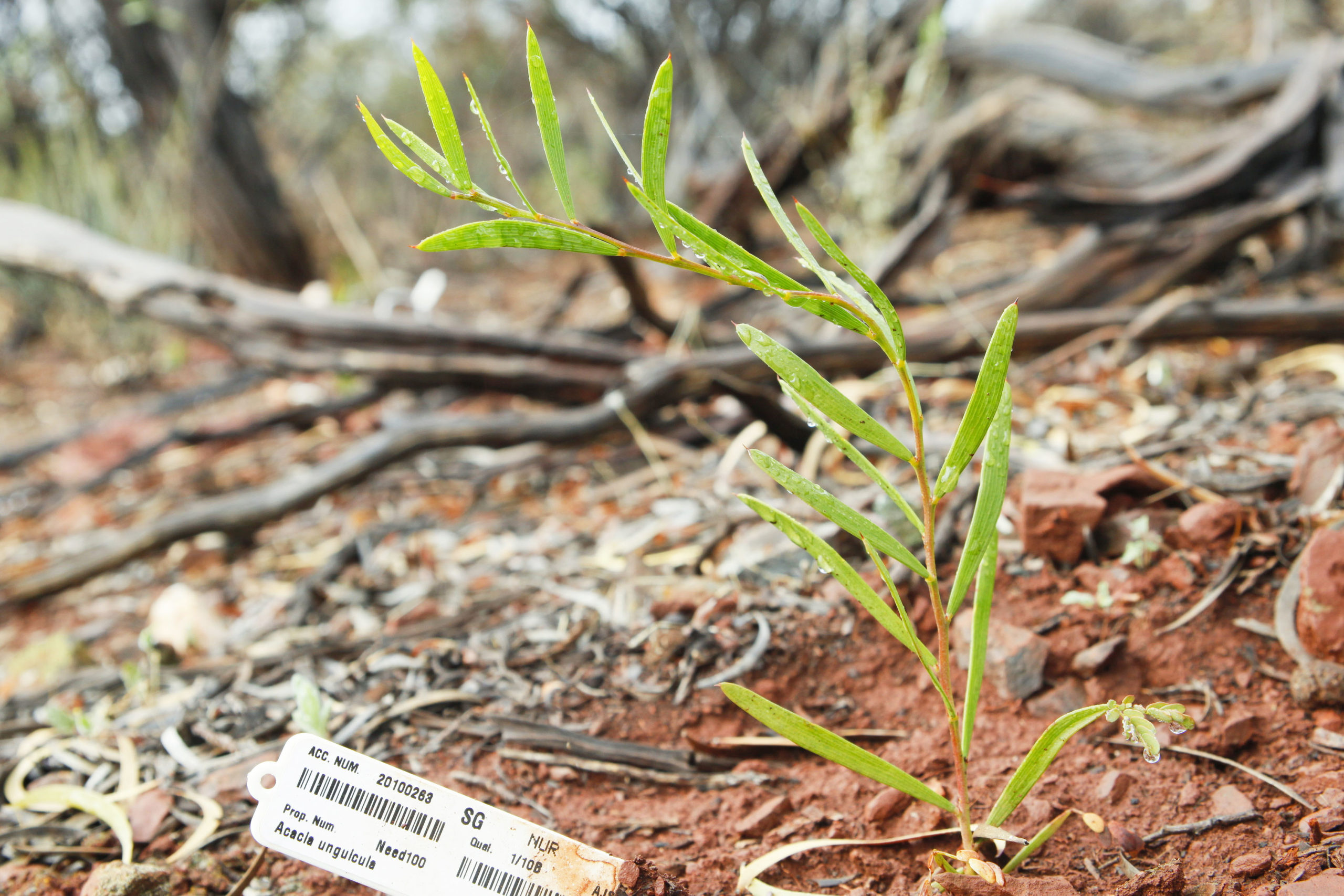 Acacia unguicula