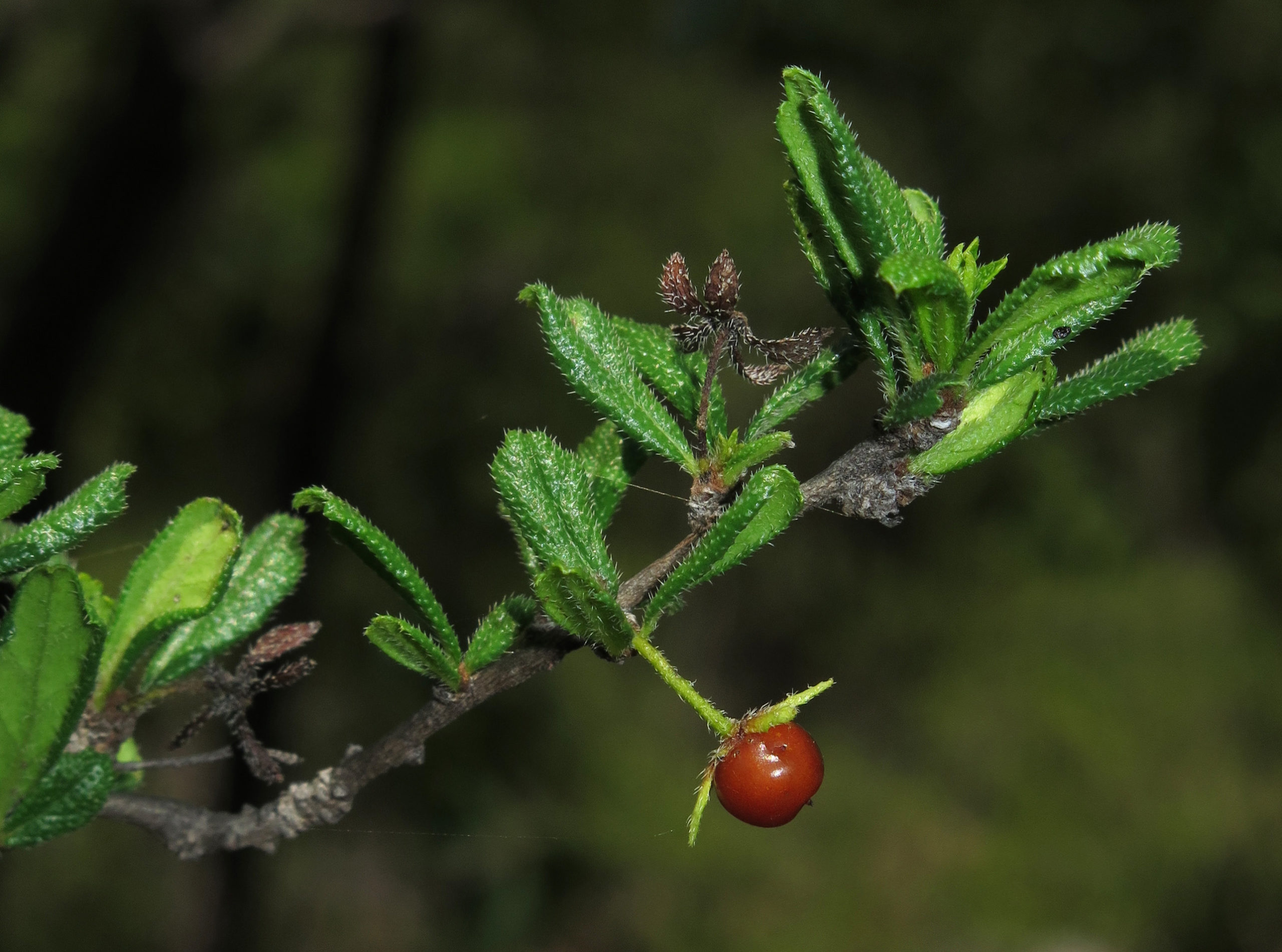Ehretia Microphylla