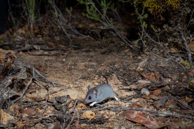 Behind Shot: Photographing Critically Endangered Kangaroo Island Dunnart