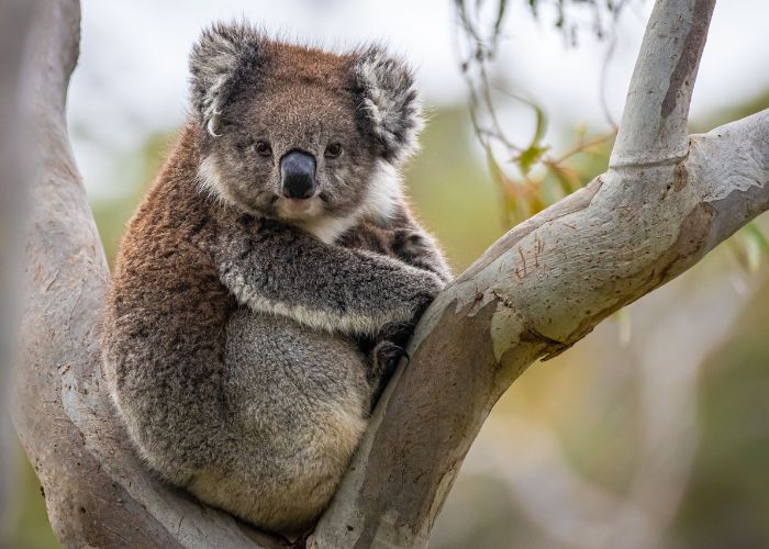 AWC's new sanctuary is situated in prime habitat for the iconic and endangered Koala.