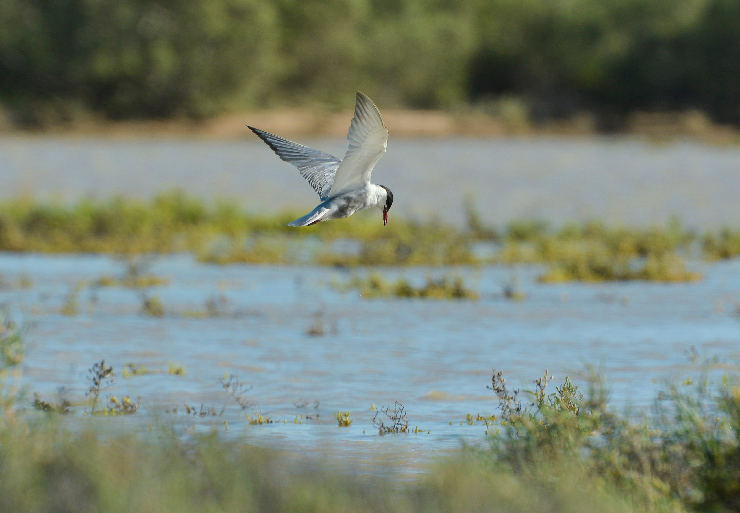 Whiskered Tern In Breeding Plumage Hunting For Tadpoles And Shield Shrimps