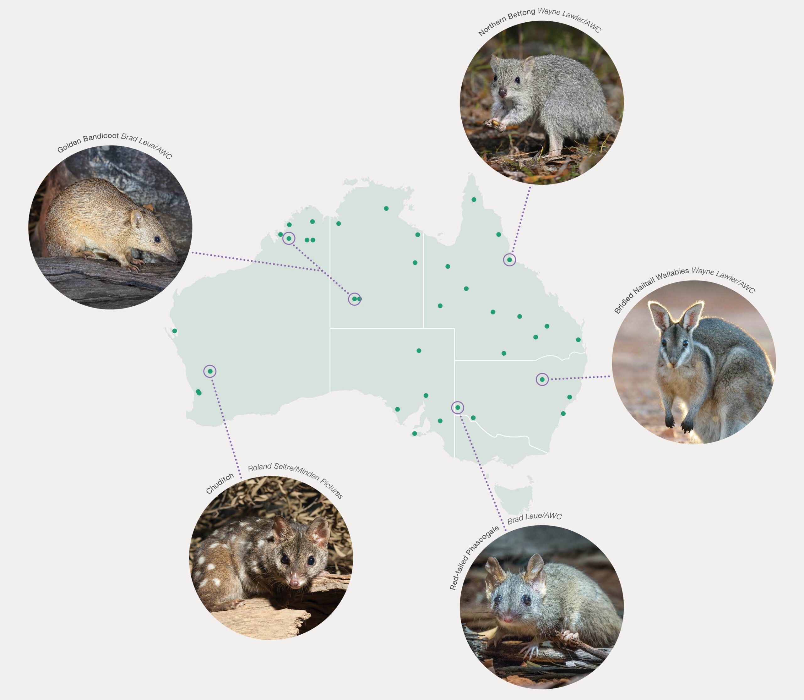 AWC Wildlife reintroductions across Australia in 2023