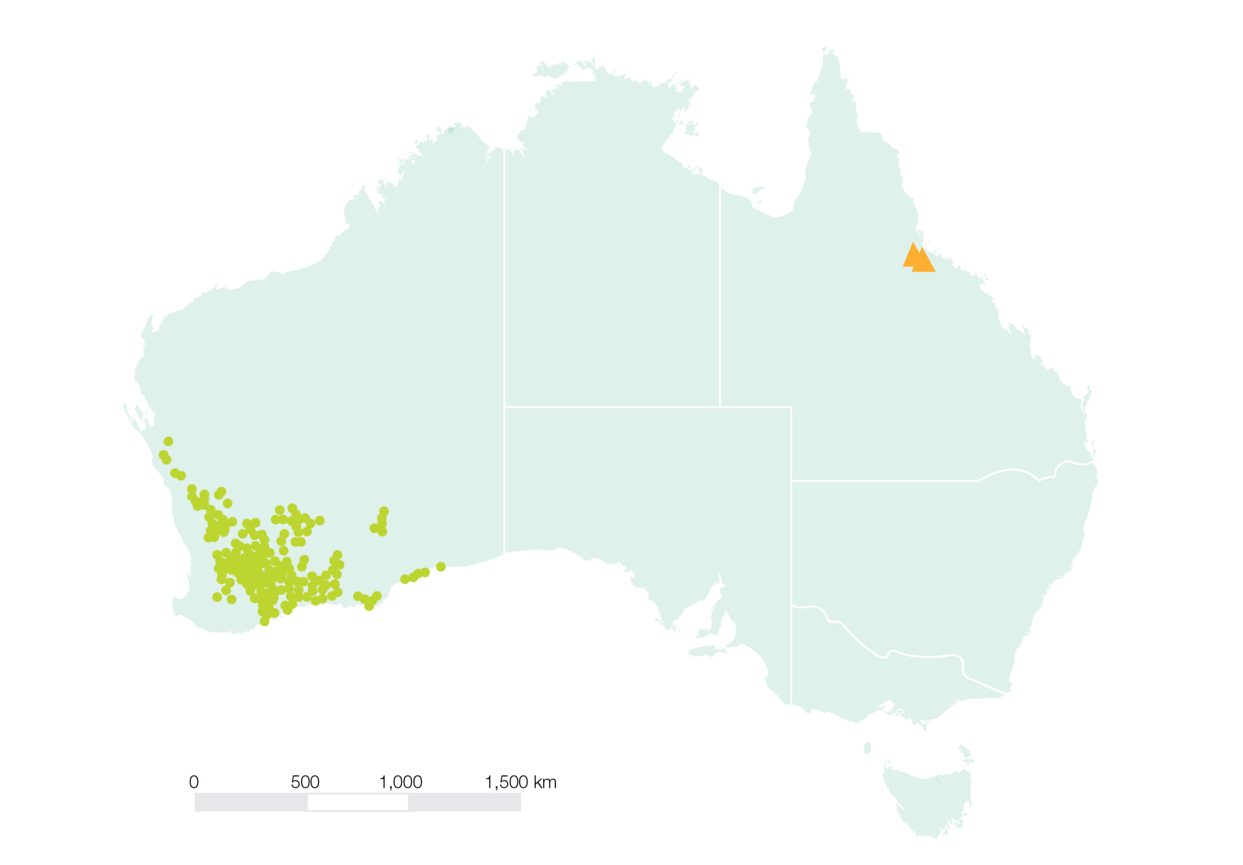 Map of occurrences of Hibbertia advena (triangles) and Western Australia species in the H.exasperata species group (circles). 