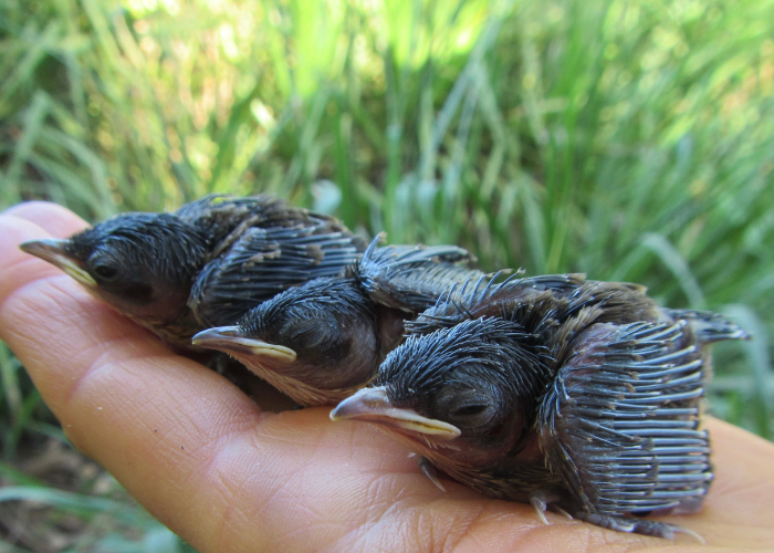 Three healthy baby Purple-crowned Fairy-wrens encountered during a field trip in May 2023.