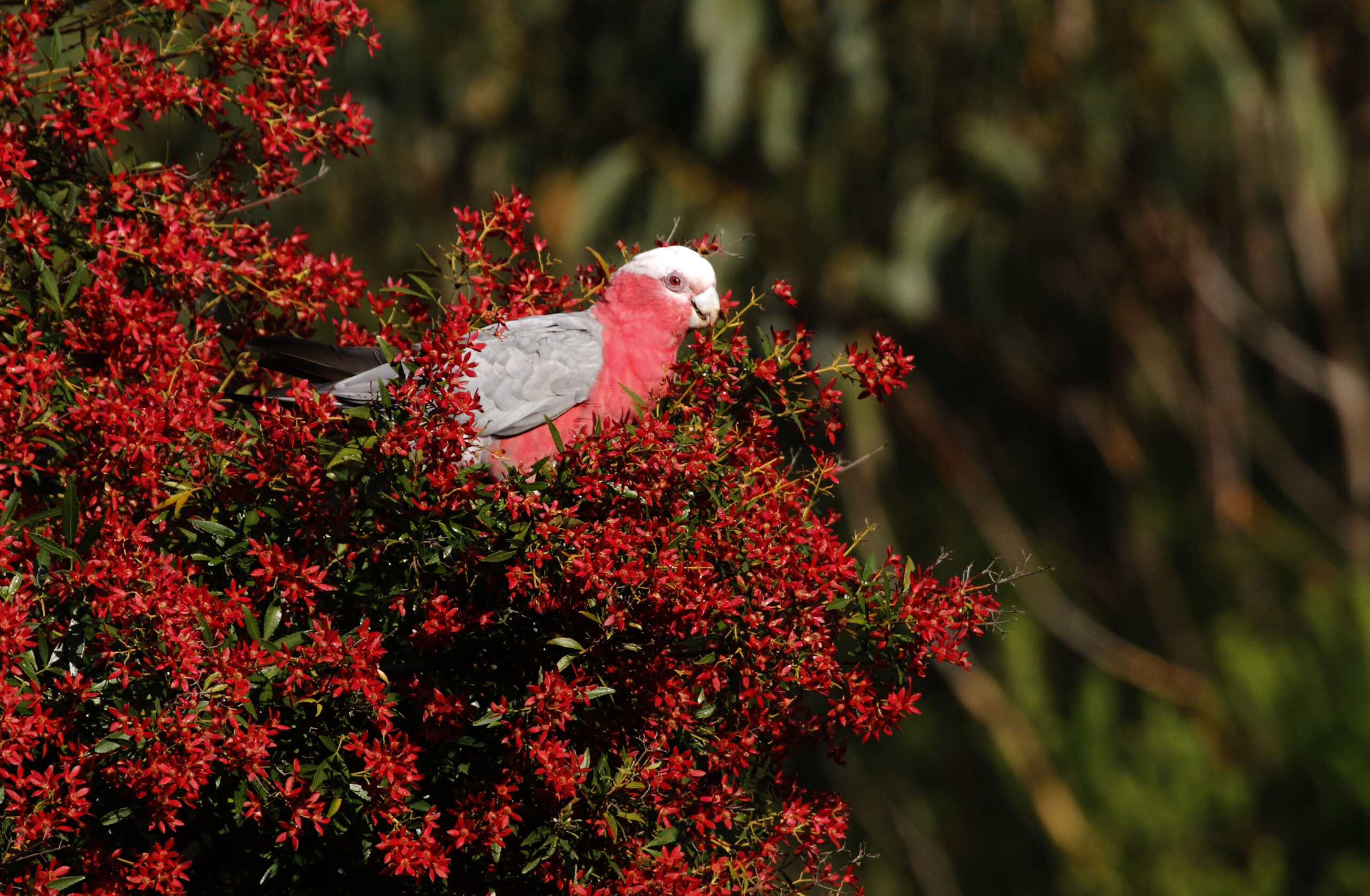 Galah, Single Adult Perched In A Ceratopetalum Gummiferum, The New South Wales Christmas Bush